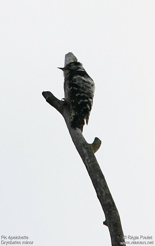 Lesser Spotted Woodpecker