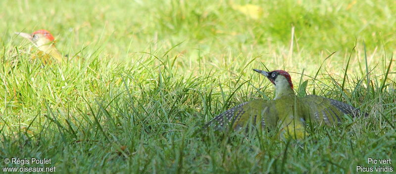European Green Woodpecker, Behaviour