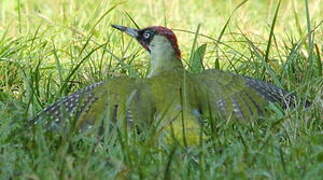 European Green Woodpecker