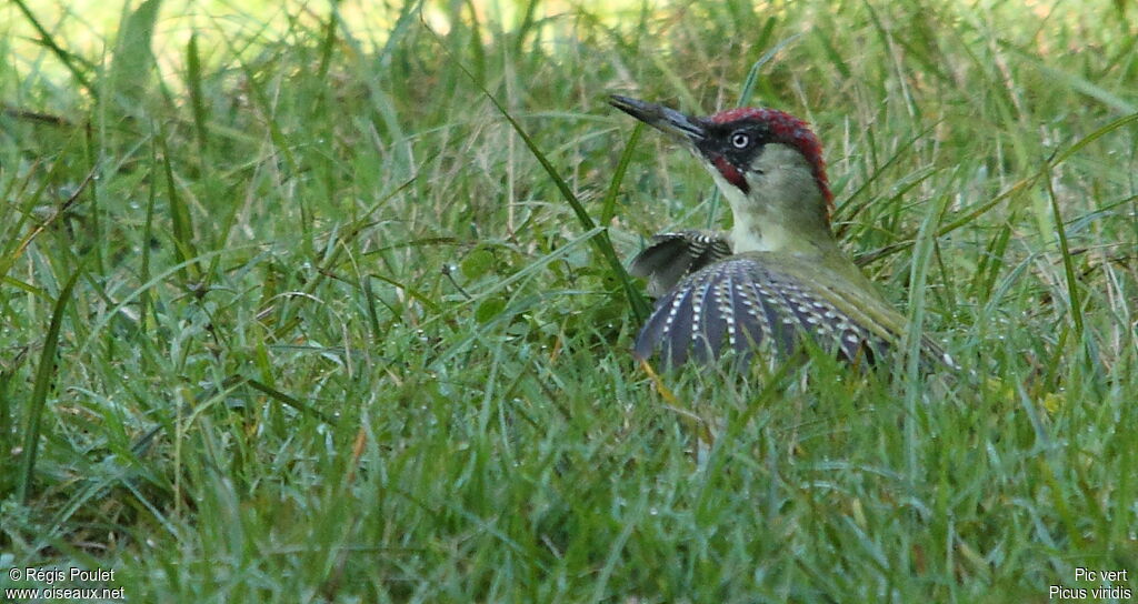 European Green Woodpecker, Behaviour