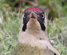 European Green Woodpecker