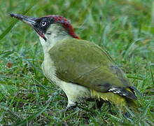 European Green Woodpecker