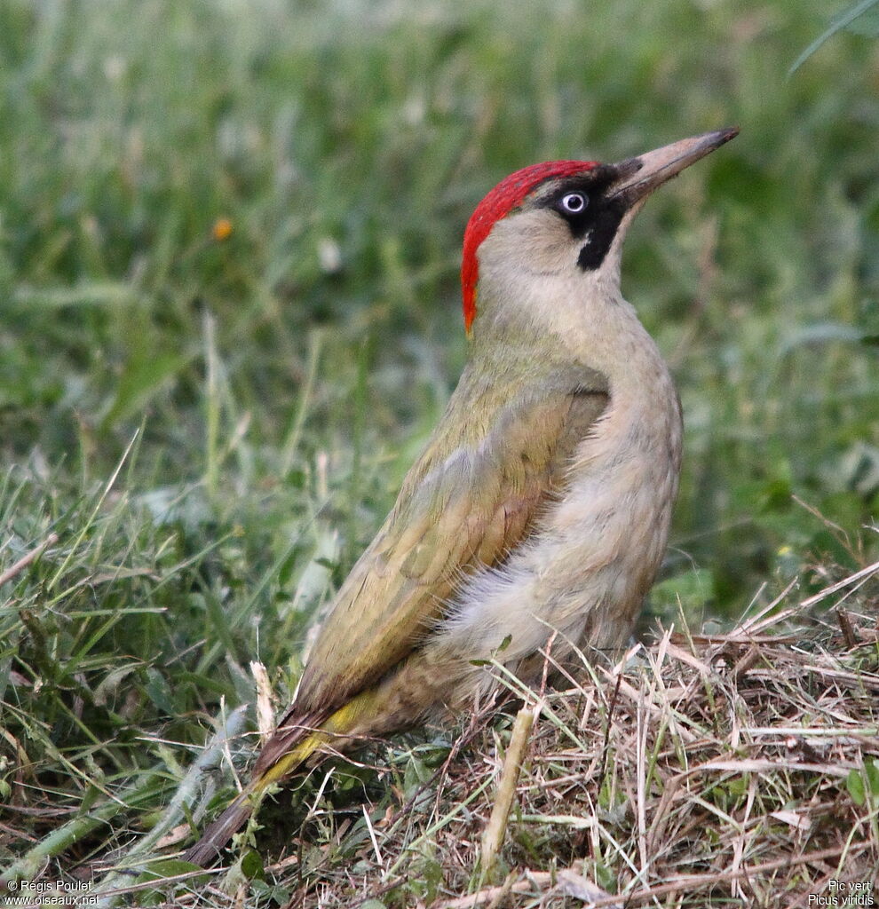 European Green Woodpecker female adult