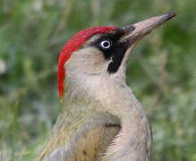 European Green Woodpecker