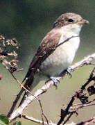 Red-backed Shrike