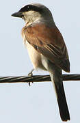 Red-backed Shrike