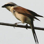 Red-backed Shrike