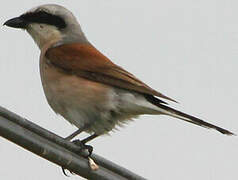 Red-backed Shrike