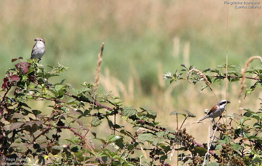 Red-backed Shrikeadult breeding, habitat, fishing/hunting