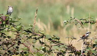 Red-backed Shrike