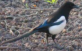 Eurasian Magpie