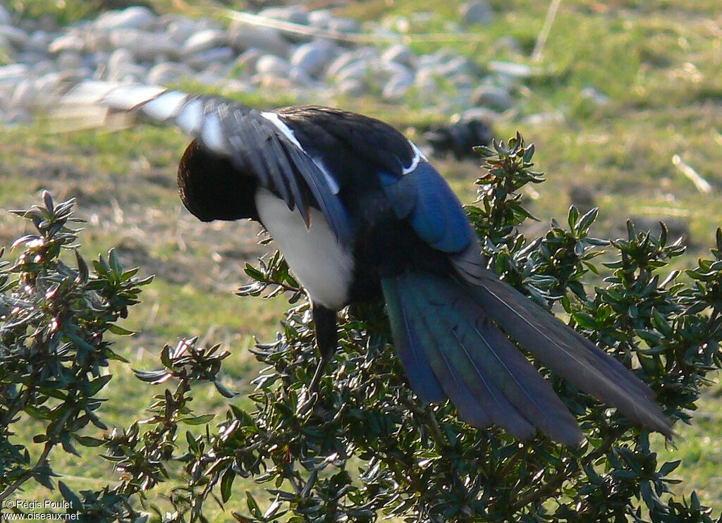 Eurasian Magpieadult