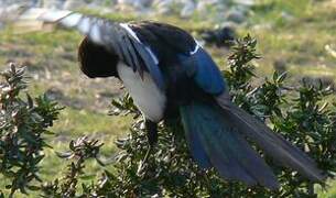 Eurasian Magpie