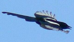 Eurasian Magpie