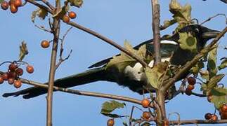 Eurasian Magpie