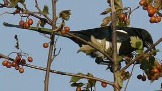 Eurasian Magpie