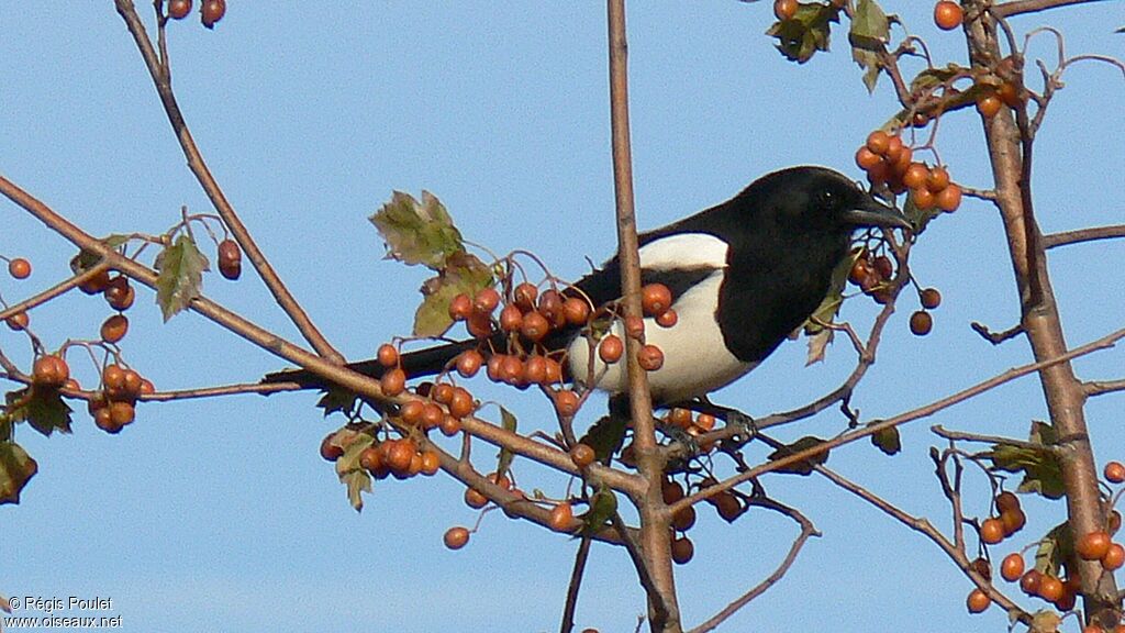 Eurasian Magpieadult