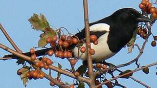 Eurasian Magpie