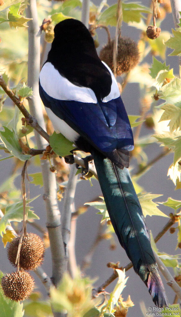 Eurasian Magpie, identification