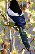 Eurasian Magpie