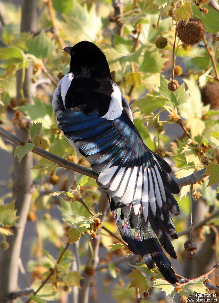 Pie bavarde, identification