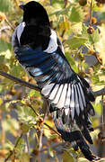 Eurasian Magpie