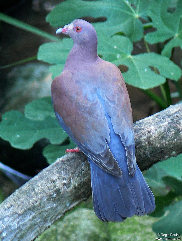 Red-billed Pigeon