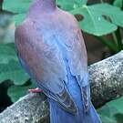 Pigeon à bec rouge