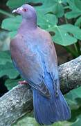 Red-billed Pigeon