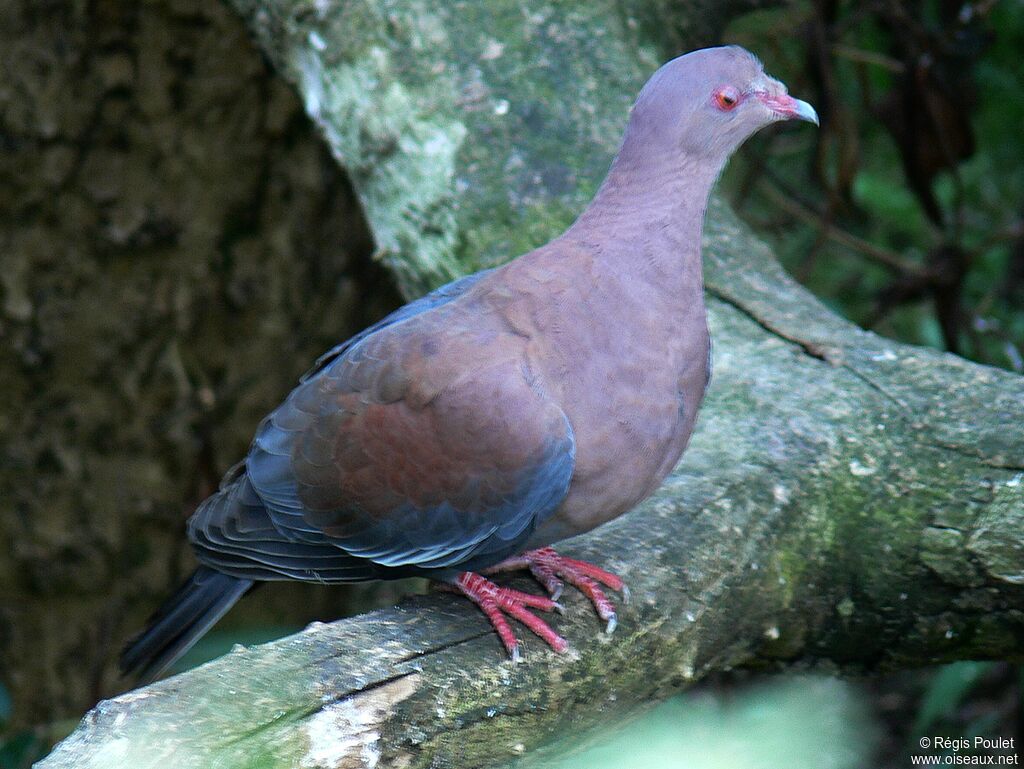 Pigeon à bec rouge