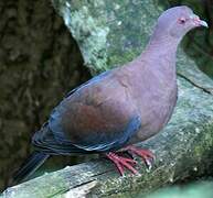 Pigeon à bec rouge