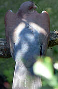 Red-billed Pigeon