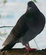 Pigeon biset