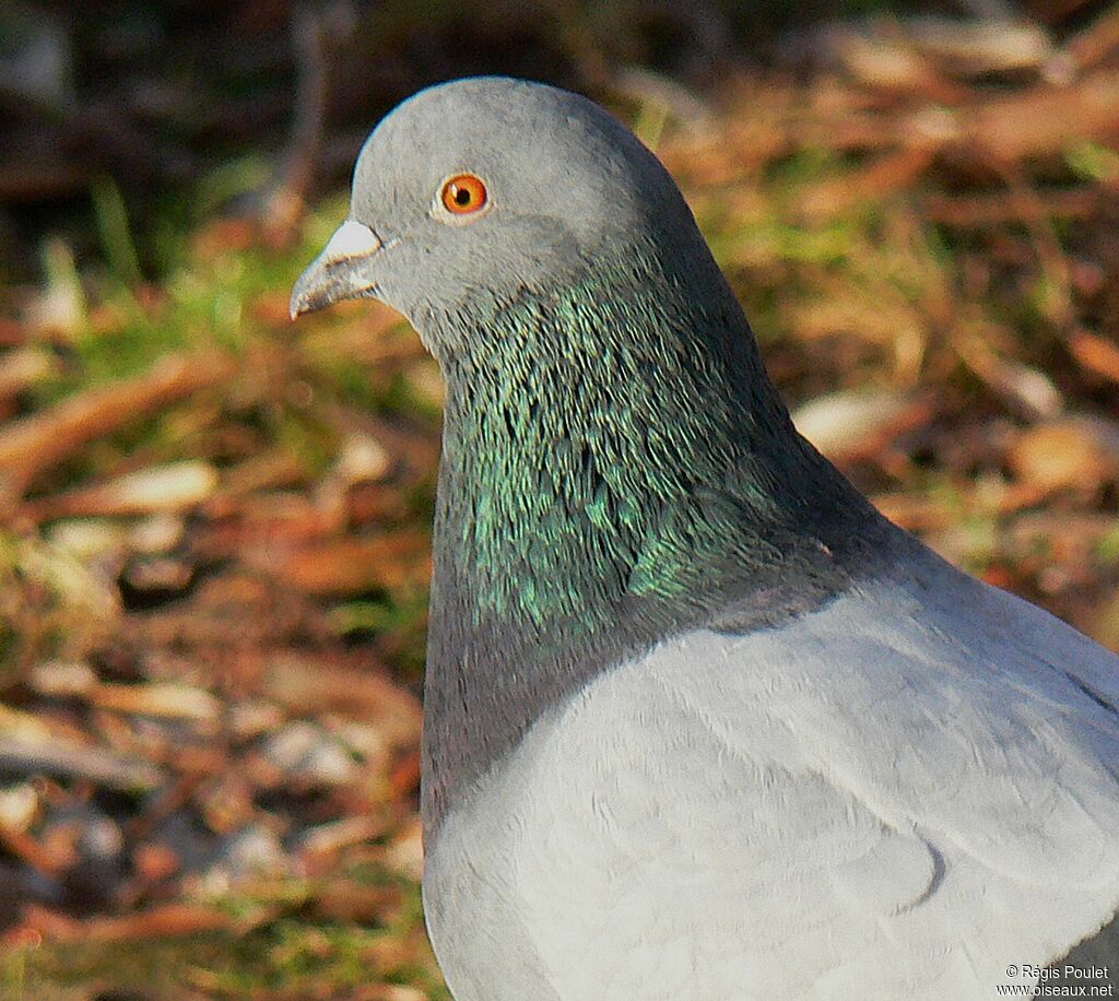 Pigeon bisetadulte