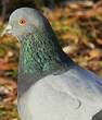 Pigeon biset