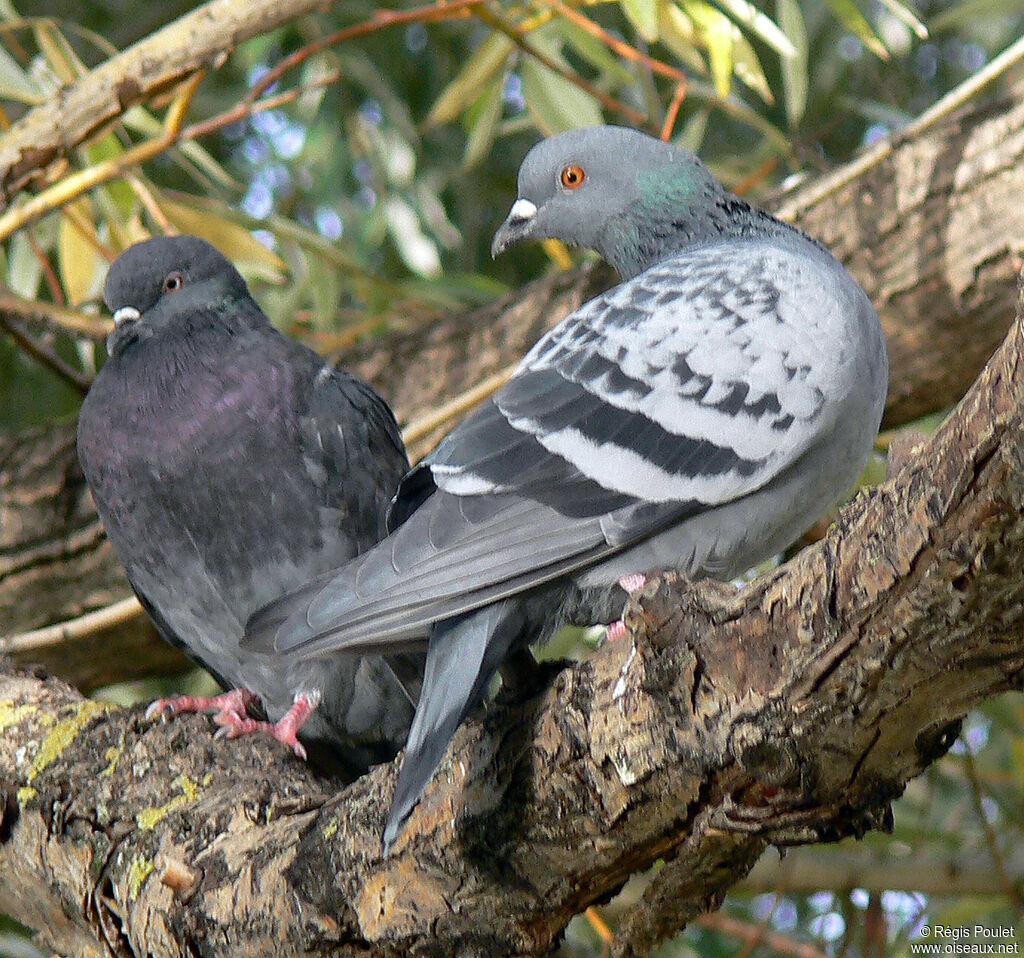 Rock Dove