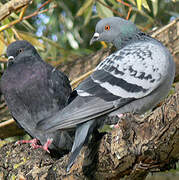 Rock Dove