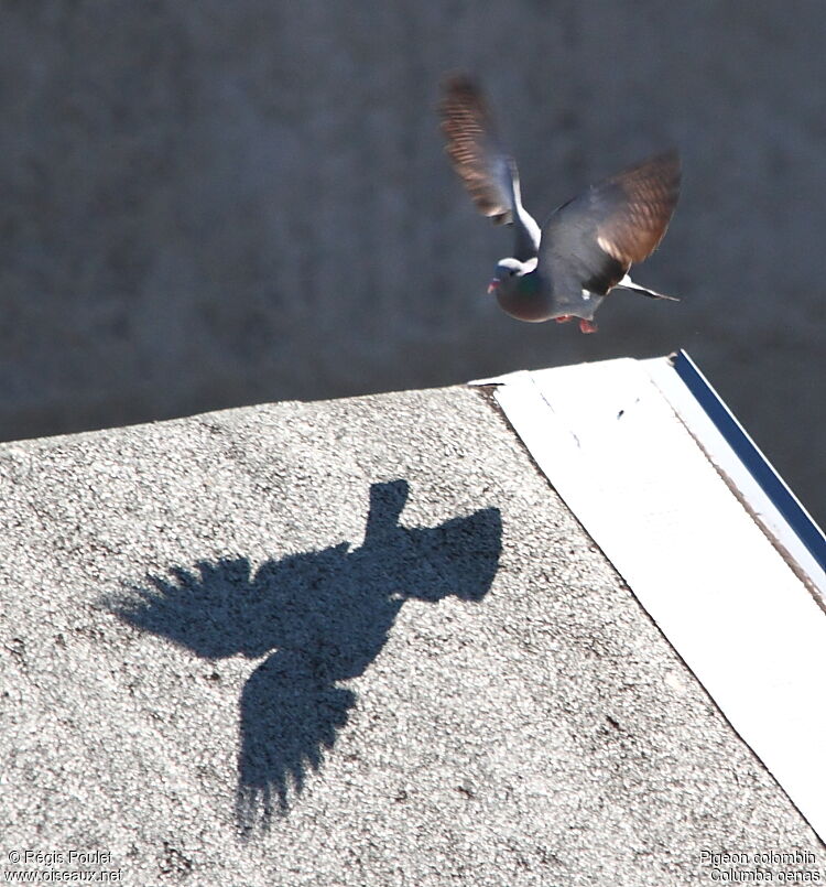 Stock Dove, Flight