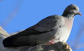 Stock Dove