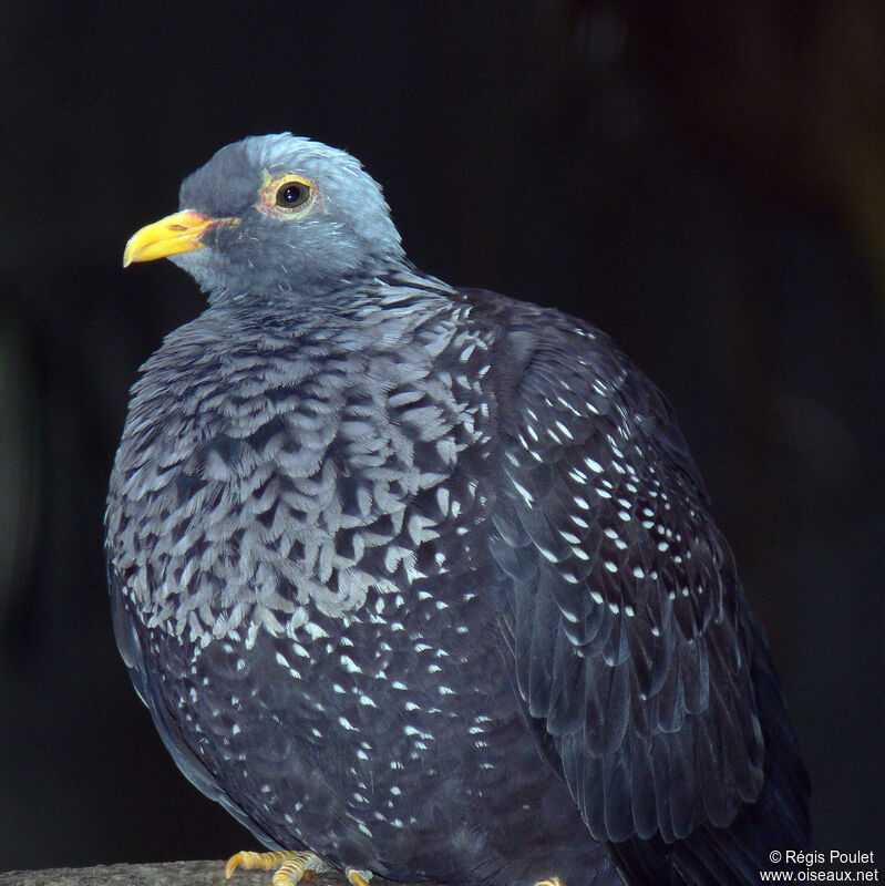 African Olive Pigeon, identification