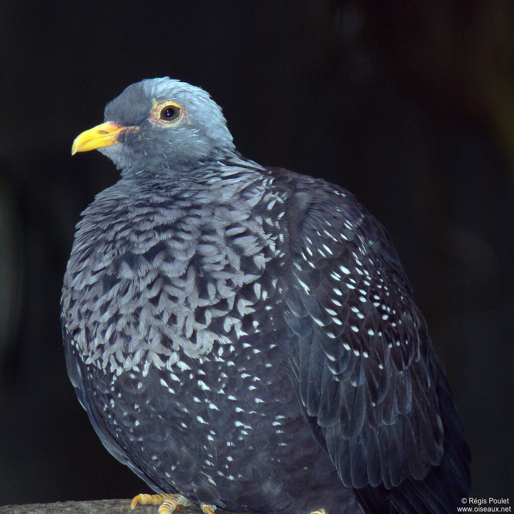 African Olive Pigeon, identification