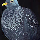 Pigeon rameron