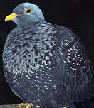 Pigeon rameron