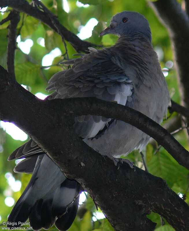 Common Wood PigeonFirst year