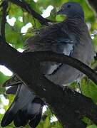 Common Wood Pigeon