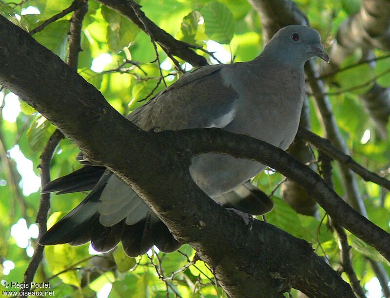 Common Wood PigeonFirst year, identification