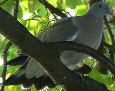 Common Wood Pigeon