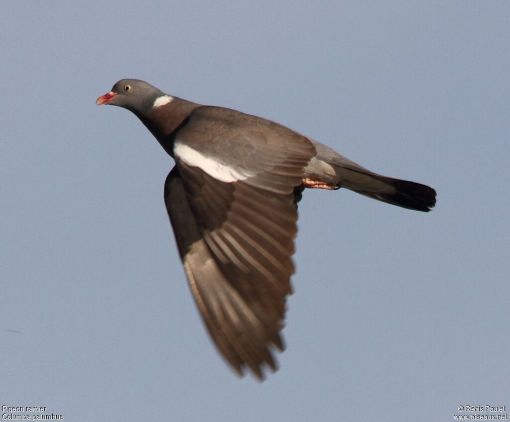 Common Wood Pigeonadult, Flight