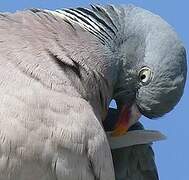 Common Wood Pigeon