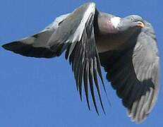 Common Wood Pigeon